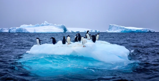 Observation animalière
