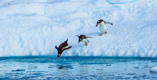 Excursion to Port Neko