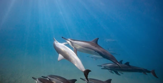 Plongée de remise en palmes à Shaab El Erg