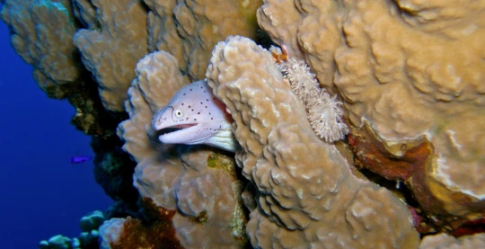 Plongées à Ras Mohamed – Shark Reef & Yolanda Reef