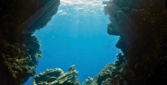 Plongée à Jackfish Alley