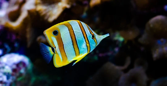 Plongée récifale à Gubal