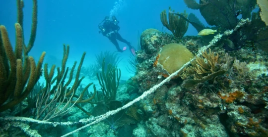 Plongée à Carless Reef