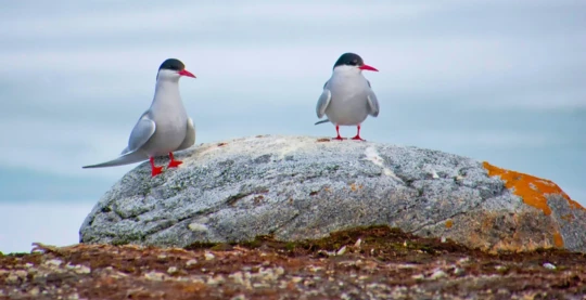 Observation ornithologique