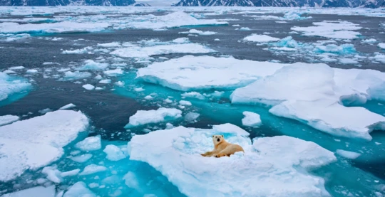 Observation de l'ours polaire