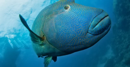 Diving at Nassimo Thila