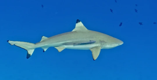 Diving at Cocoa Kandu and Kandhooma Thila