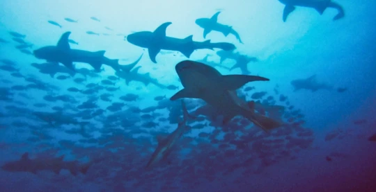 Diving at Guraidhoo Kandu