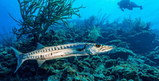 Diving at Emboodoo Kandu