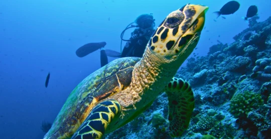 Diving at Maaya Thila