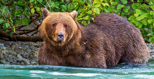 Beobachtung der lokalen Tierwelt