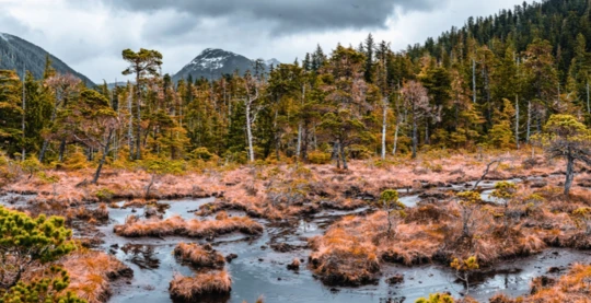 Spaziergang im Küstenwald