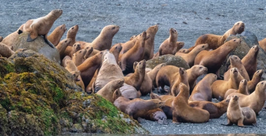 Beobachtung der typischen Tierwelt der Region