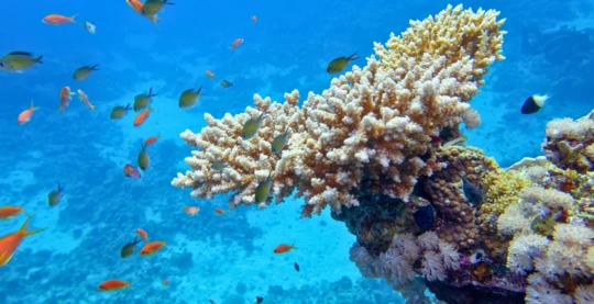 Diving at Dhigga Thila