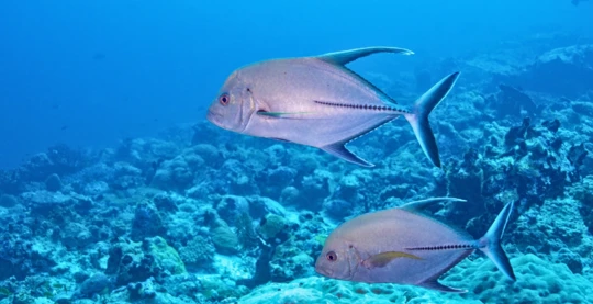 Diving at Kudarah Thila