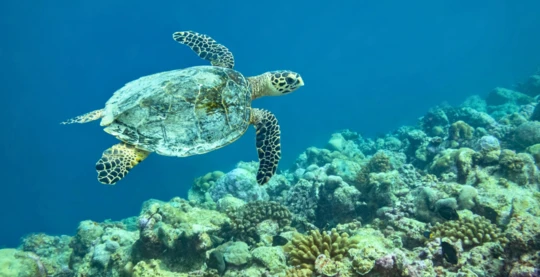 Diving at Kahambu Thila