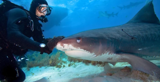 Several guided dives with sharks at Tiger Beach
