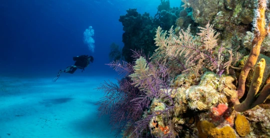 Reef diving on Mount Olympus