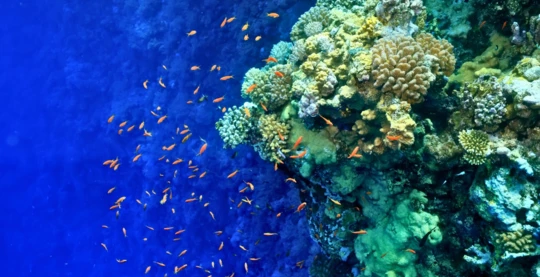 Reef diving on Mini Wall