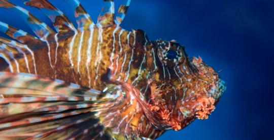 Plongée à Gabr El Bint