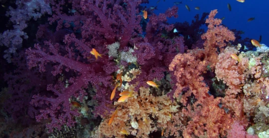 Plongée à Thomas Reef