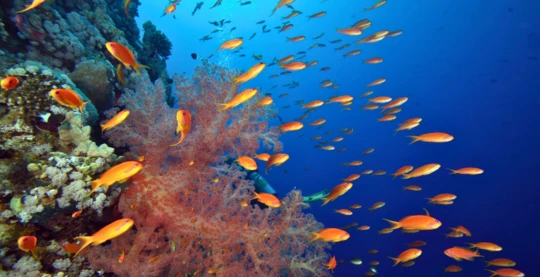 Plongée à Jackson Reef