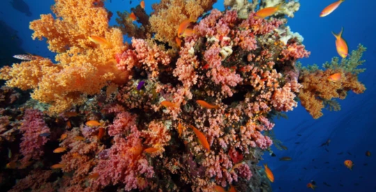 Plongée à Ras Umm Sid