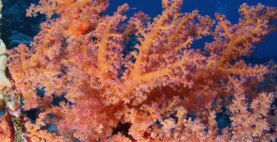 Plongée à Jackson Reef & Woodhouse Reef