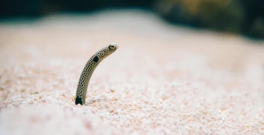 Plongée à Gordon Reef