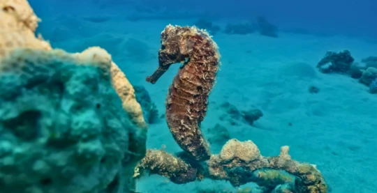 Plongée à Abu Dabab 2