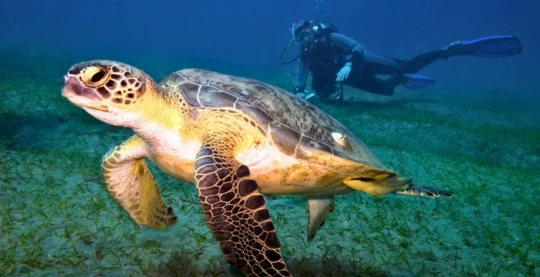 Plongée à Abu Dabab 3