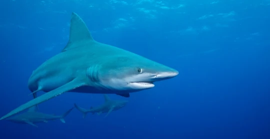 Plongée à Rocky Island Nord