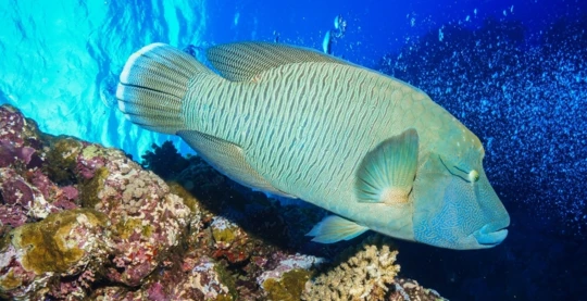 Plongée à Rocky Island Sud