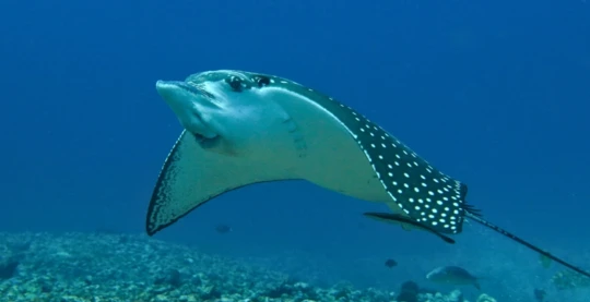 Plongée à Maksour Sud