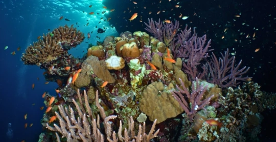 Plongée à Zabargad