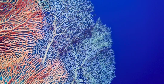 Plongée à Panorama Reef Nord