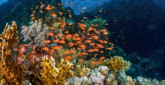 Plongée à Middle Reef