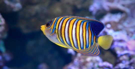 Plongée à Panorama Reef Sud