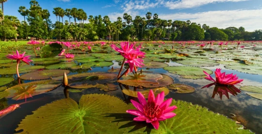 Entdecken Sie die Düfte von Angkor