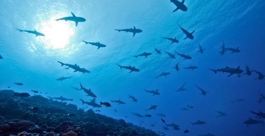 Tauchen in Miyarukandu