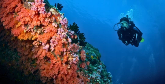 Tauchen an der Golden Wall