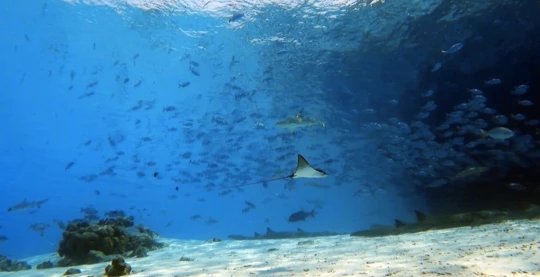 Tauchen in Alimatha HR