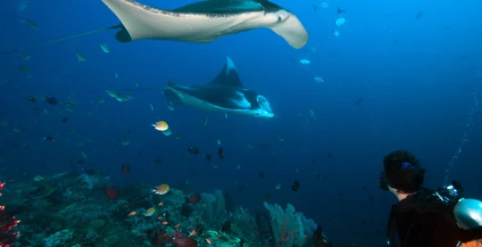 Tauchen in Rangali Madivaru