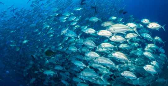 Tauchen in Muli Corner