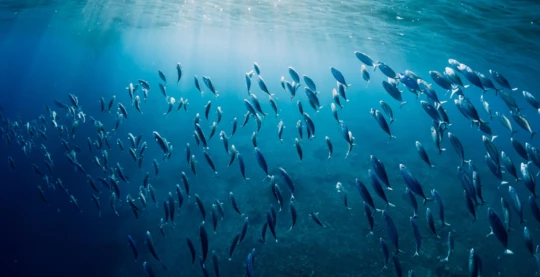 Tauchen in Muli Kandu