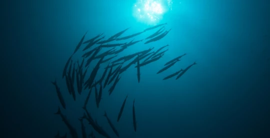 Tauchen in Vanhuravalhi Kandu