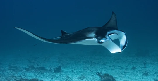 Tauchen in Kureli Kandu