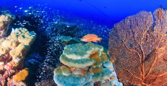 Tauchen in Hakura Thila