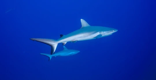 Tauchen in Kalhufahala Giri