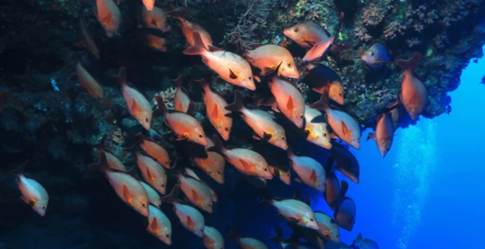 Tauchen in Olhugiri Kandu